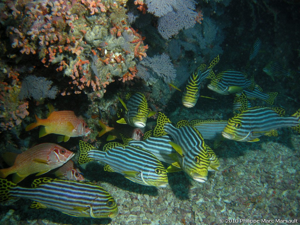 /ecran/Maldives_2010_368.jpg