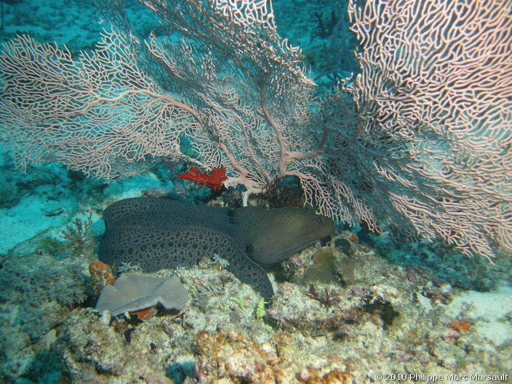 /ecran/Maldives_2010_381.jpg