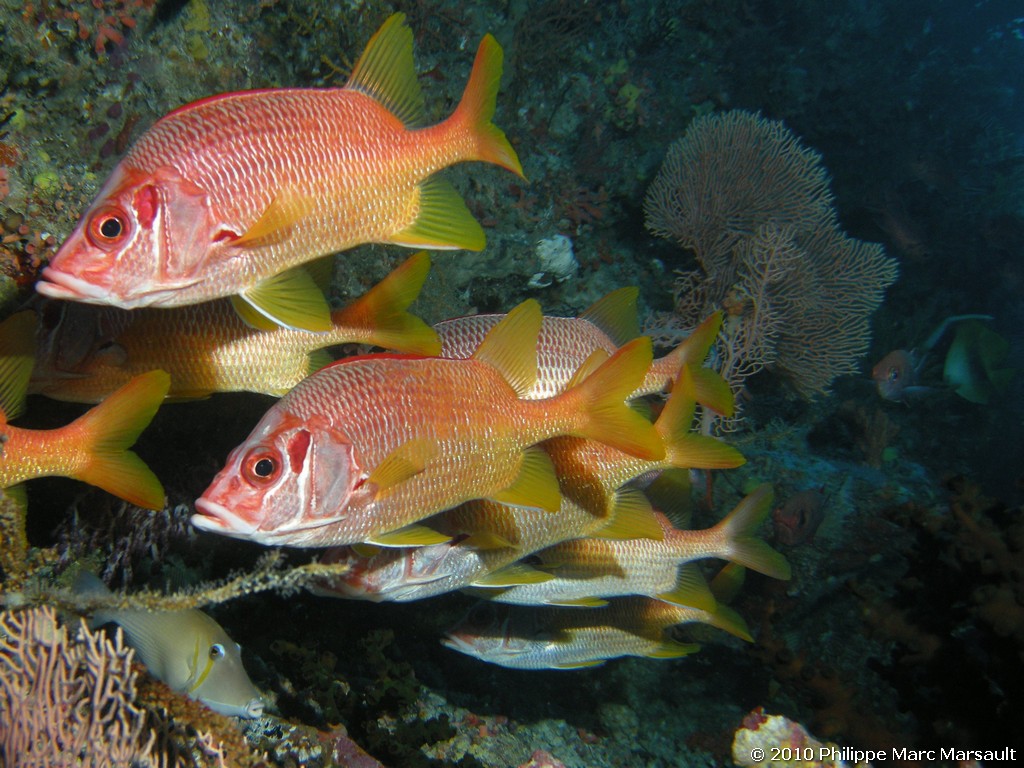 /ecran/Maldives_2010_387.jpg