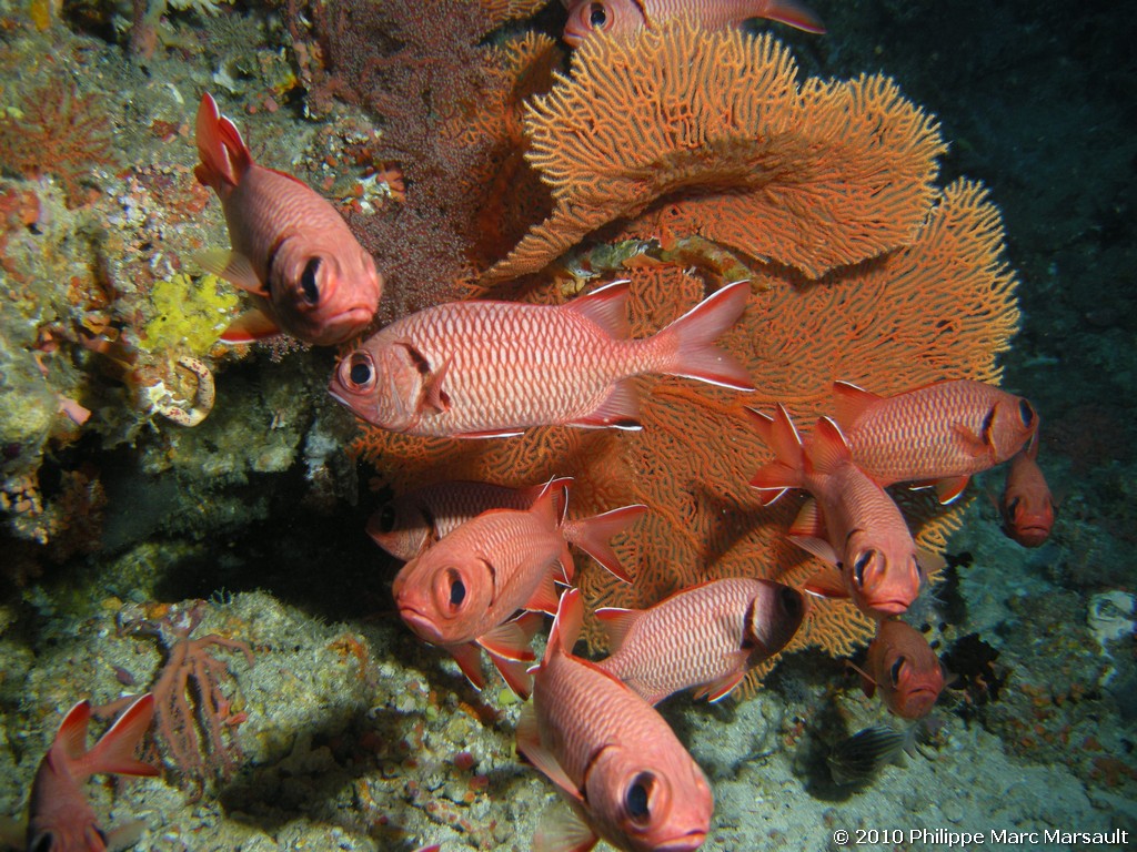 /ecran/Maldives_2010_390.jpg