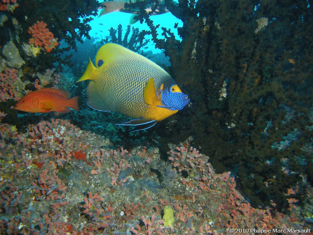 /ecran/Maldives_2010_398.jpg