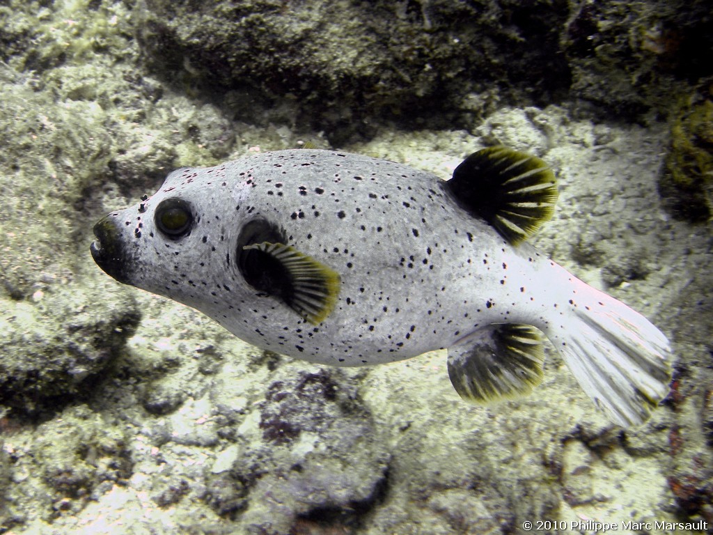 /ecran/Maldives_2010_426.jpg