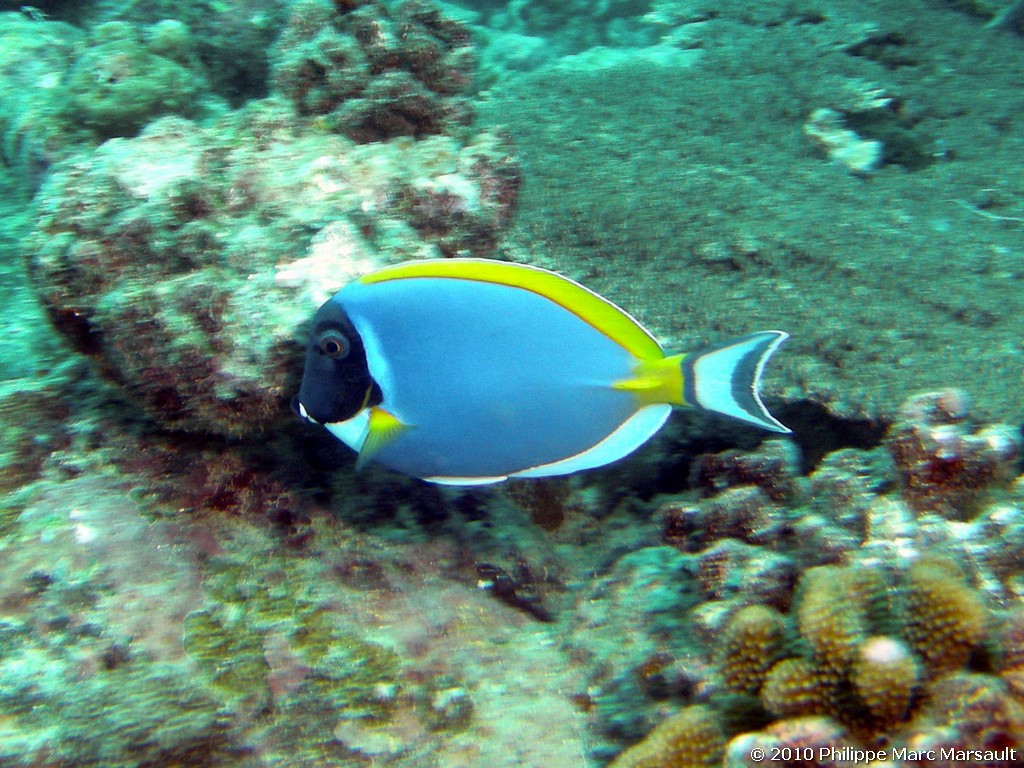 /ecran/Maldives_2010_427.jpg