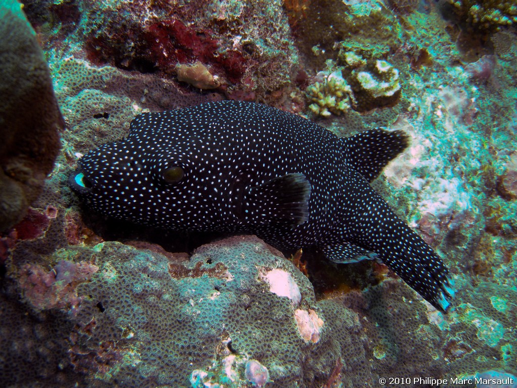 /ecran/Maldives_2010_434.jpg