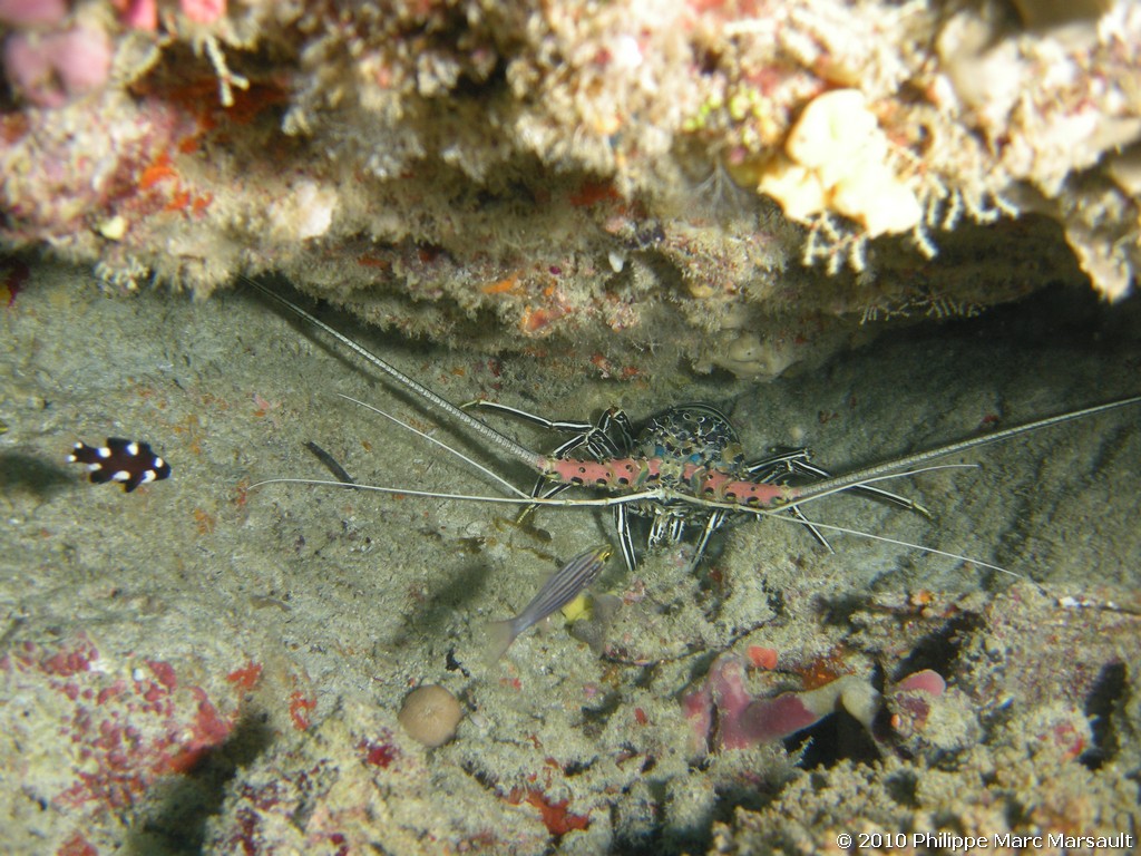 /ecran/Maldives_2010_436.jpg