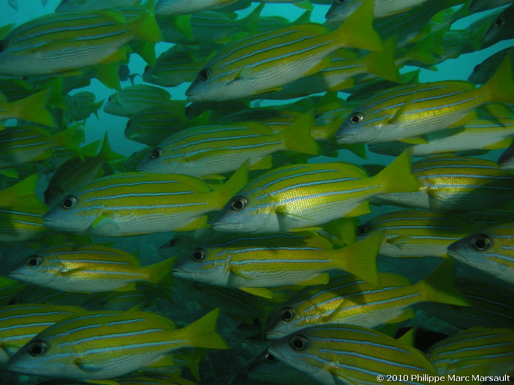 /ecran/Maldives_2010_450.jpg