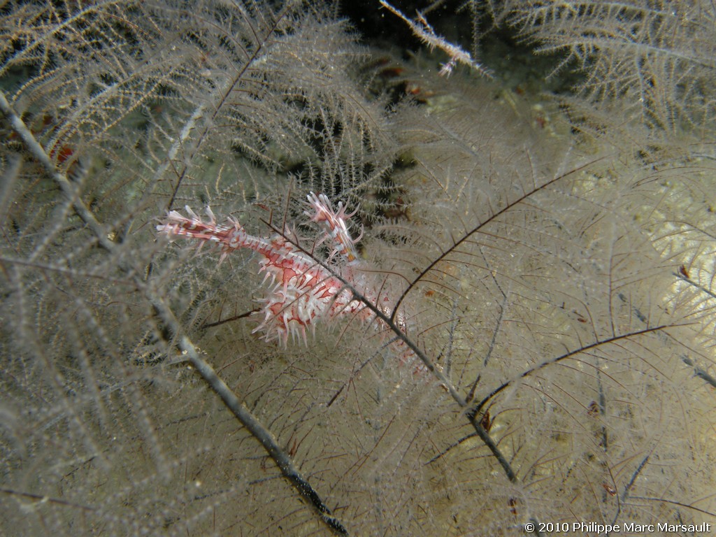 /ecran/Maldives_2010_470.jpg