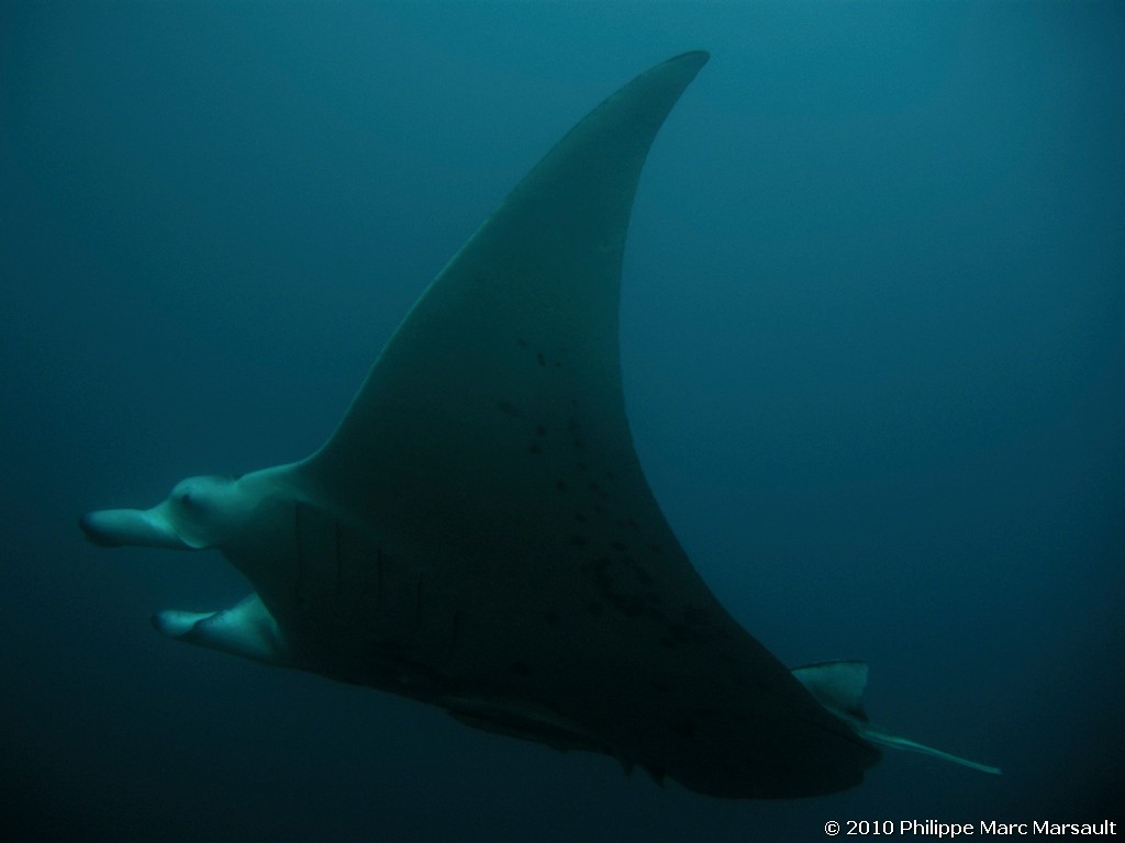 /ecran/Maldives_2010_473.jpg