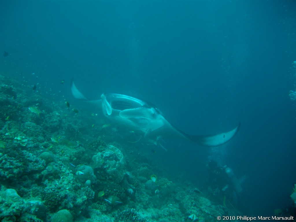 /ecran/Maldives_2010_486.jpg