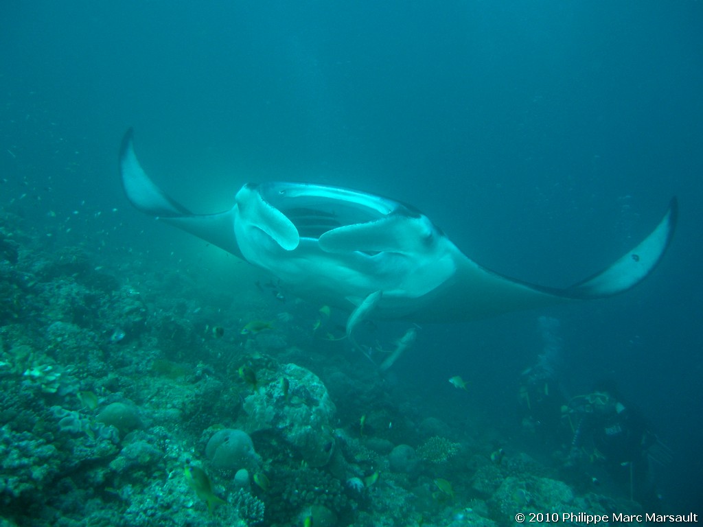 /ecran/Maldives_2010_488.jpg