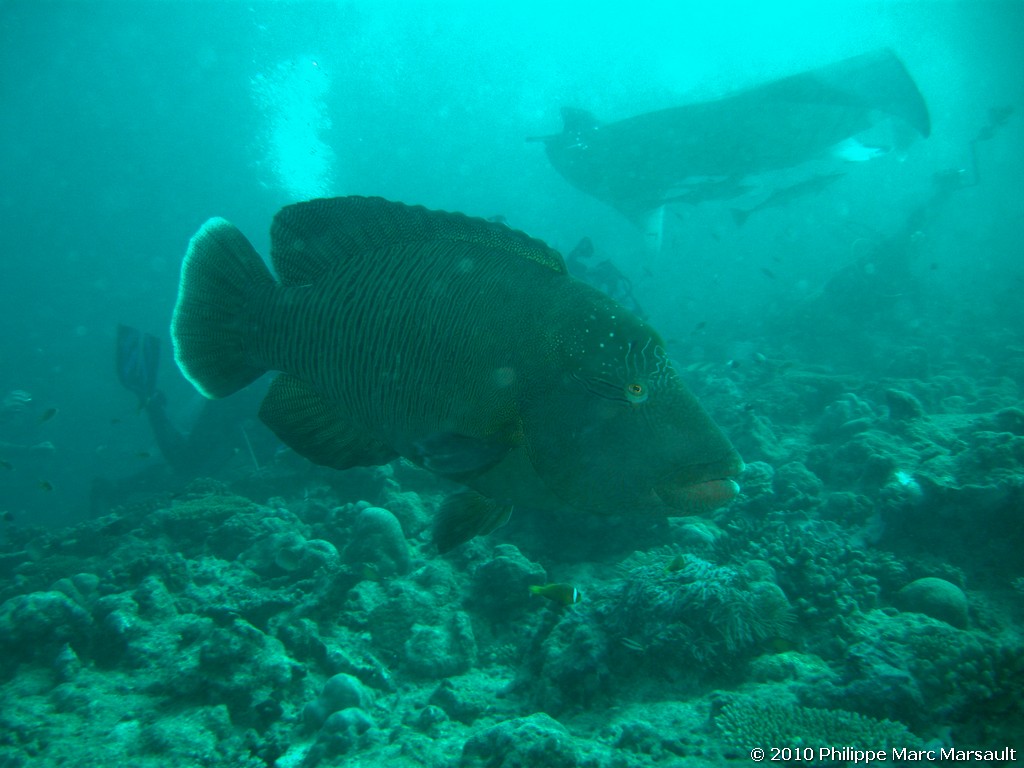 /ecran/Maldives_2010_507.jpg