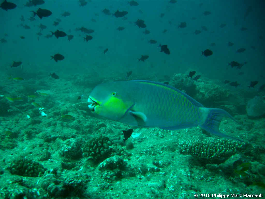 /ecran/Maldives_2010_509.jpg