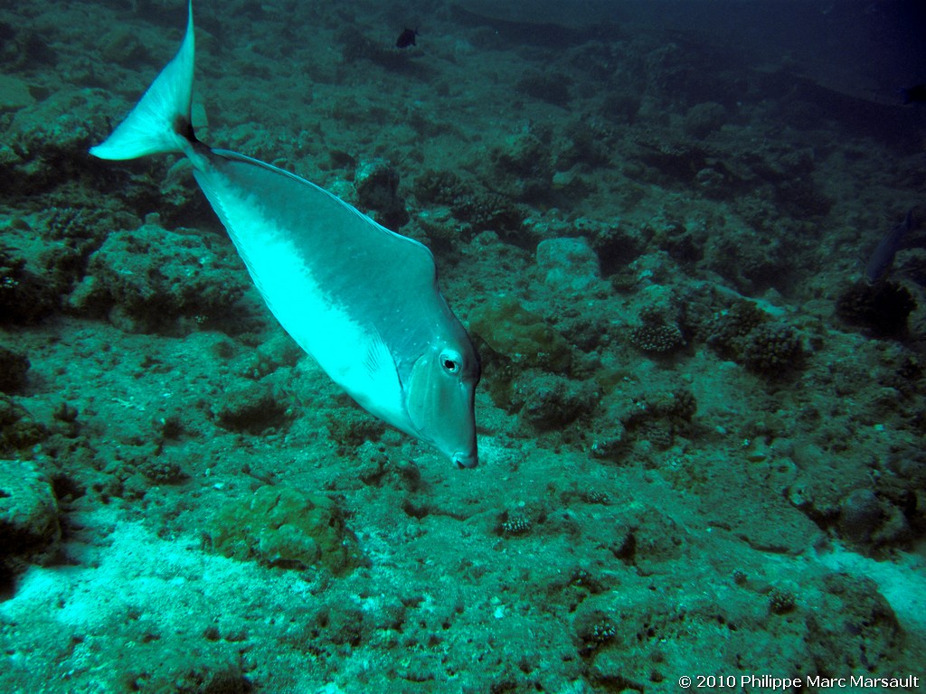 /ecran/Maldives_2010_512.jpg