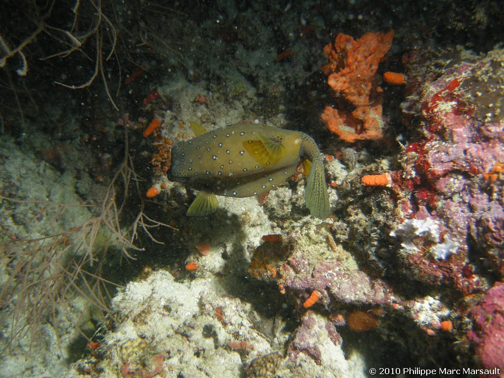 /ecran/Maldives_2010_583.jpg