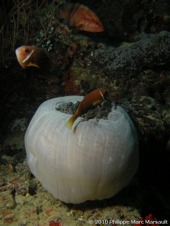 /ecran/Maldives_2010_585.jpg