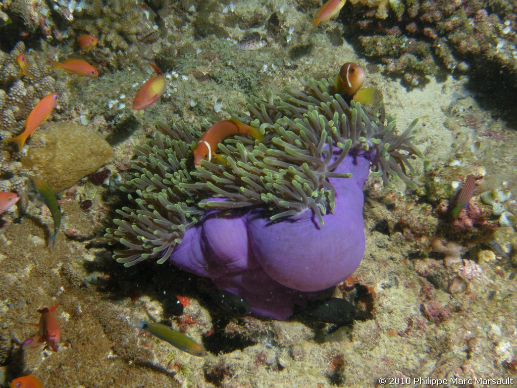 /ecran/Maldives_2010_602.jpg