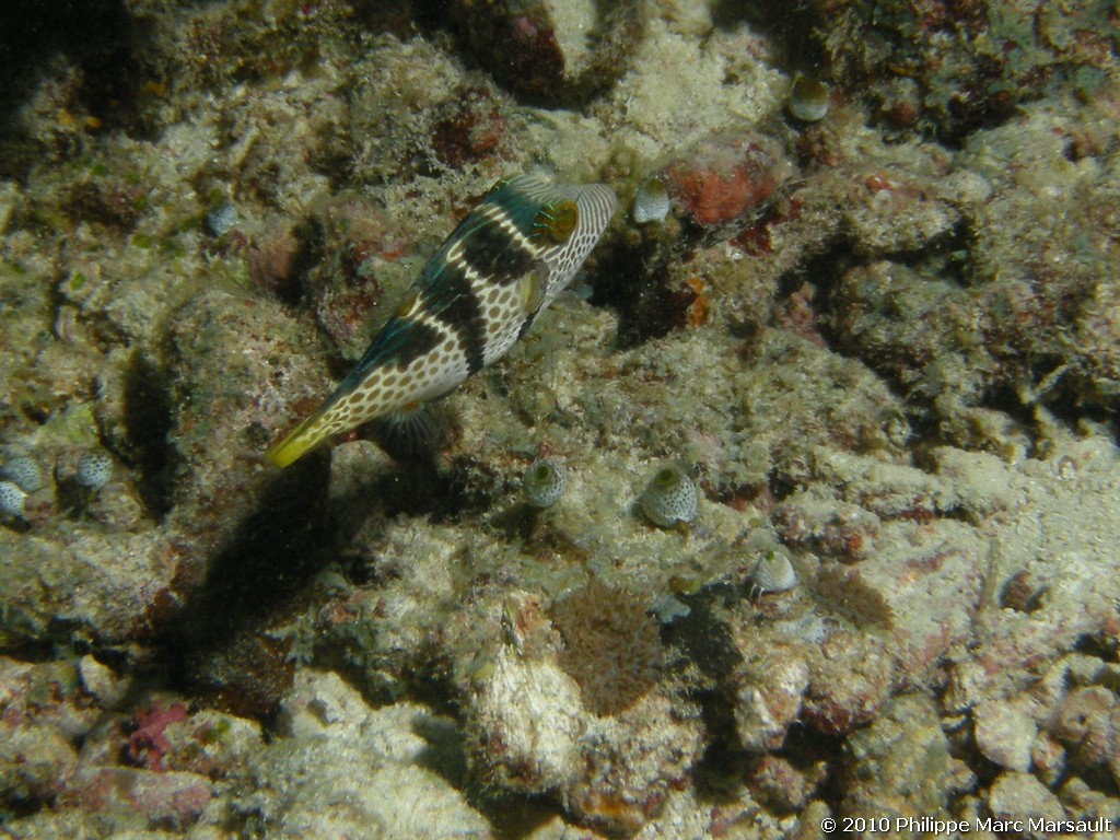 /ecran/Maldives_2010_604.jpg