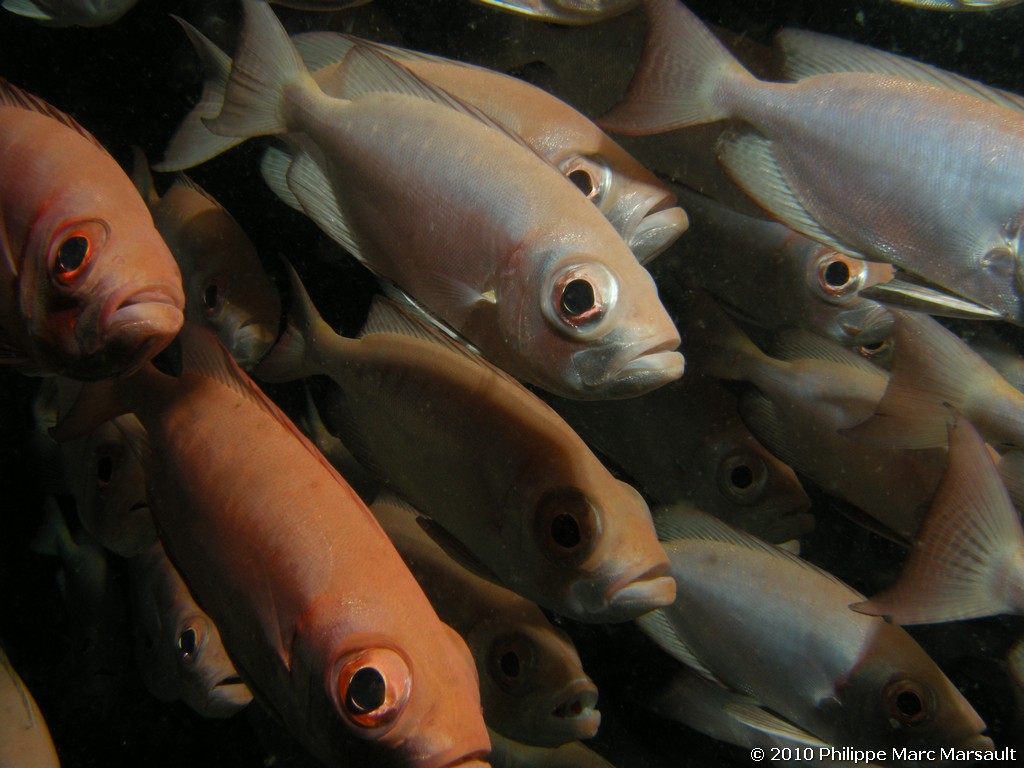 /ecran/Maldives_2010_623.jpg