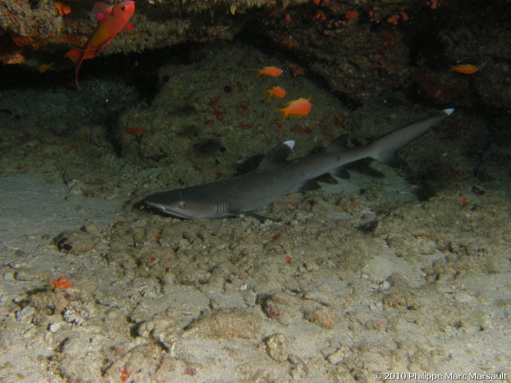 /ecran/Maldives_2010_641.jpg