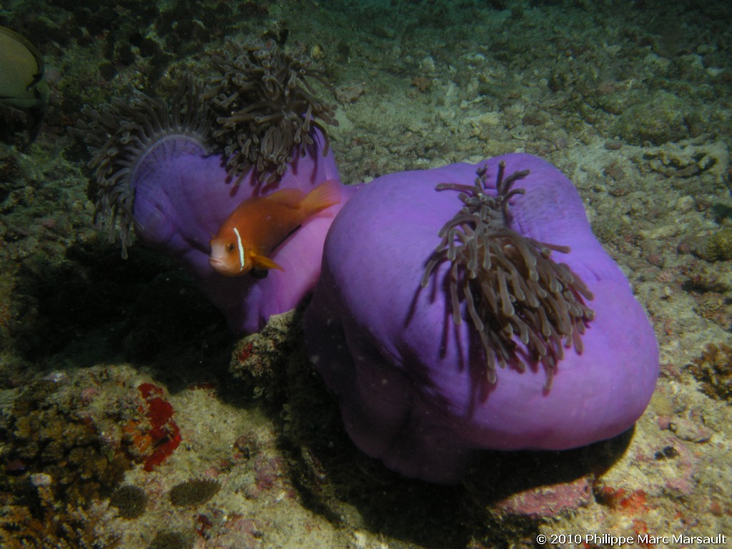 /ecran/Maldives_2010_644.jpg