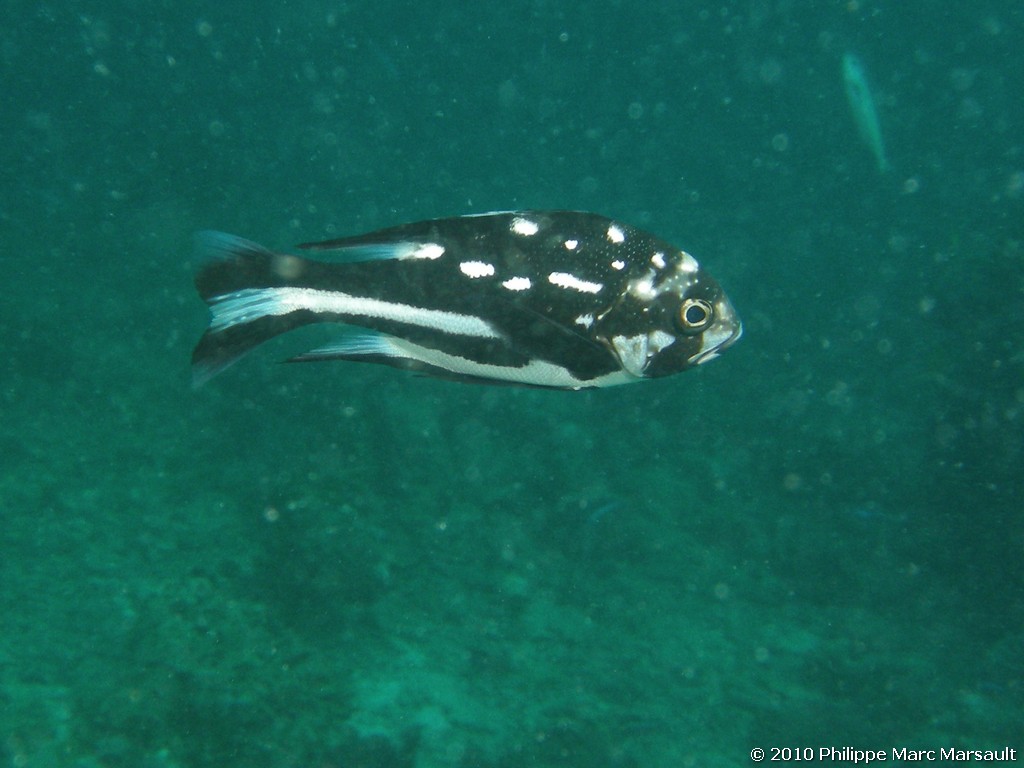 /ecran/Maldives_2010_655.jpg