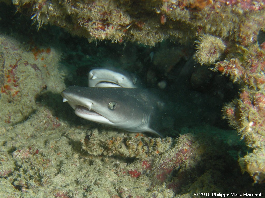 /ecran/Maldives_2010_663.jpg