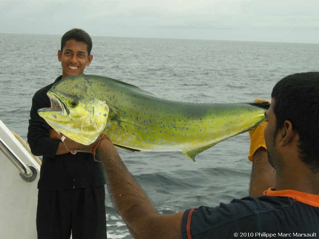 /ecran/Maldives_2010_673.jpg