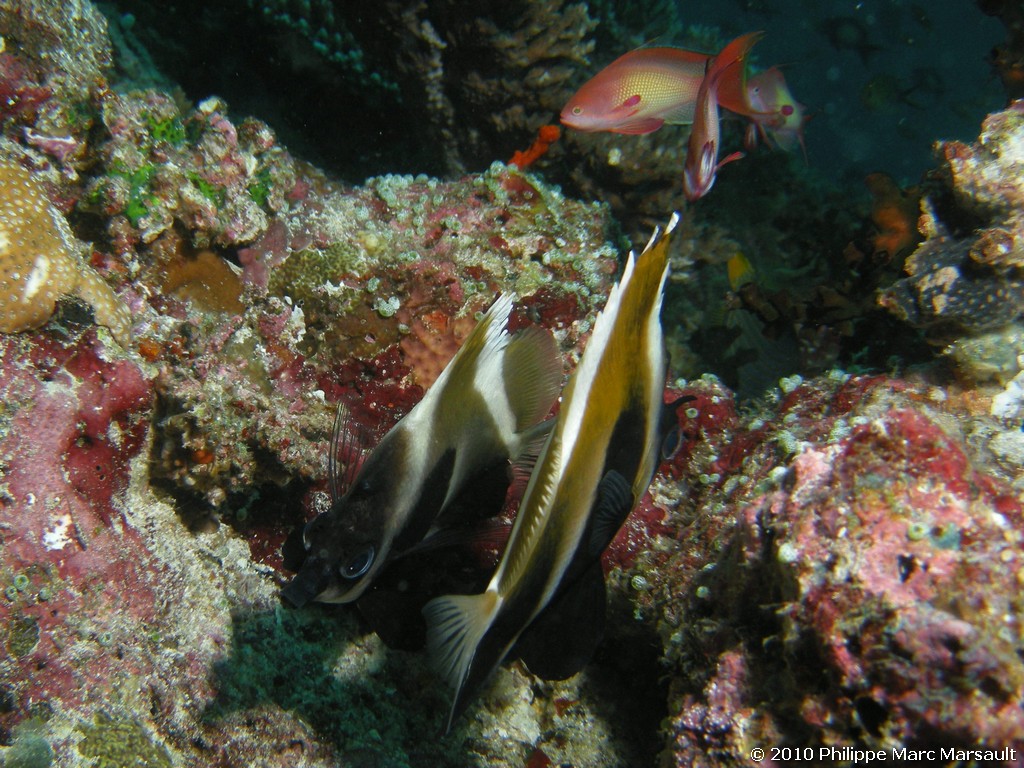 /ecran/Maldives_2010_683.jpg