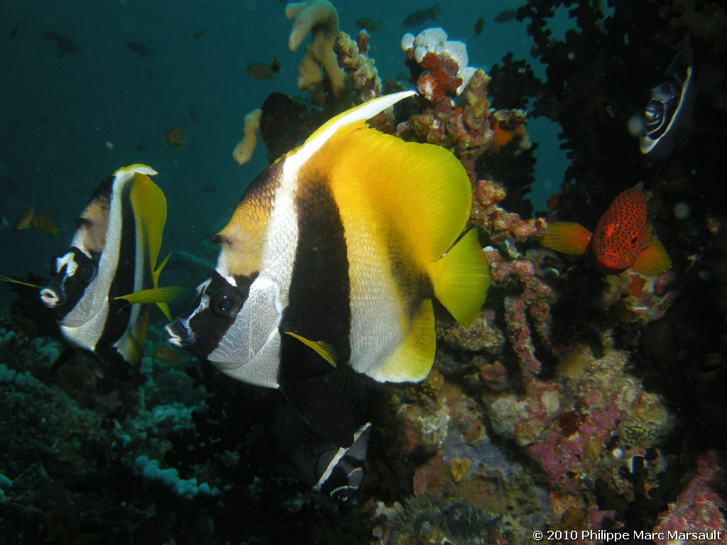 /ecran/Maldives_2010_684.jpg