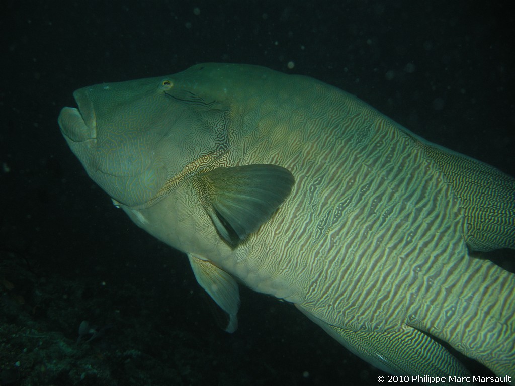 /ecran/Maldives_2010_689.jpg