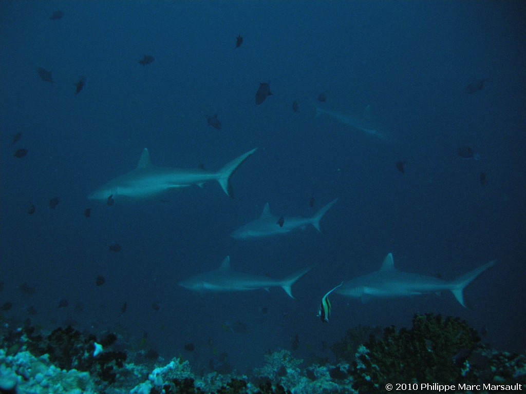 /ecran/Maldives_2010_710.jpg