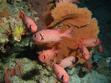 vignette Maldives_2010_390.jpg 