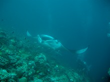 vignette Maldives_2010_486.jpg 