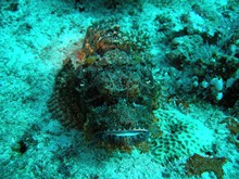 vignette Maldives_2010_758.jpg 
