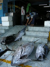 vignette Maldives_2010_778.jpg 