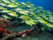 vignette Maldives_sud_0037.jpg 