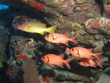 vignette Maldives_sud_0040.jpg 