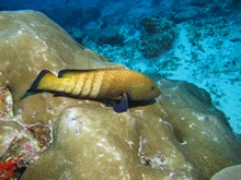 vignette Maldives_sud_0041.jpg 