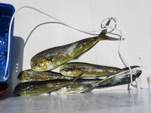 vignette Maldives_sud_0068.jpg 