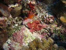 vignette Maldives_sud_0093.jpg 