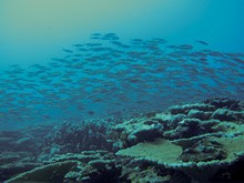 vignette Maldives_sud_0113.jpg 