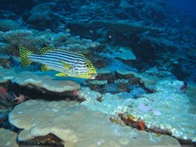 vignette Maldives_sud_0133.jpg 