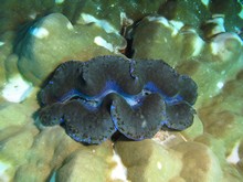 vignette Maldives_sud_0154.jpg 