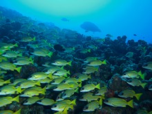 vignette Maldives_sud_0170.jpg 