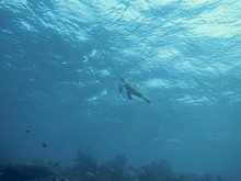 vignette Maldives_sud_0177.jpg 