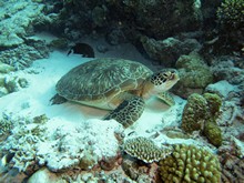 vignette Maldives_sud_0182.jpg 