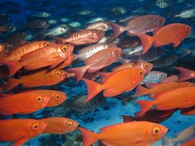 vignette Maldives_sud_0185.jpg 