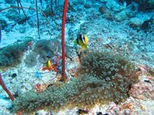 vignette Maldives_sud_0213.jpg 