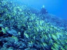 vignette Maldives_sud_0222.jpg 