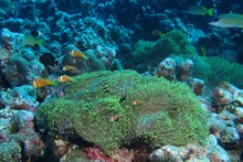 vignette Maldives_sud_0227.jpg 